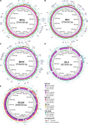 Population Genomics of Microbial Biostalactites: Non-recombinogenic Genome Islands and Microdiversification by Transposons